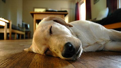 Tom&Sawyer — The Importance of Sleep for Dogs: How Nutrition Plays a Vital Role