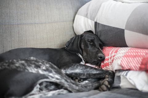 Tom&Sawyer — The Importance of Sleep for Dogs: How Nutrition Plays a Vital Role