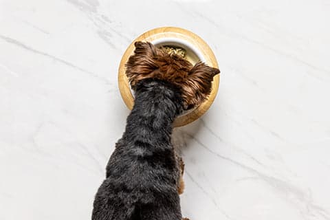 Tom&Sawyer — The Importance of Sleep for Dogs: How Nutrition Plays a Vital Role