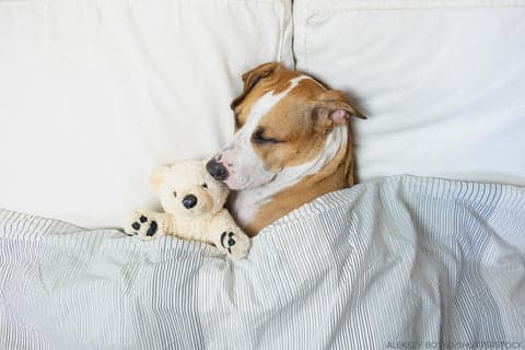 Tom&Sawyer — The Importance of Sleep for Dogs: How Nutrition Plays a Vital Role