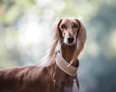 Tom&Sawyer — The Ultimate Guide to Dog Coat Types & Gently Cooked Nutrition for Skin Health