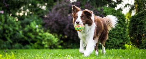 Tom&Sawyer — Thyroid problems in dogs: Why iodine is crucial to your dog’s health