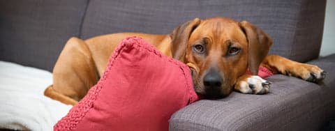 Sad dog with thyroid issues