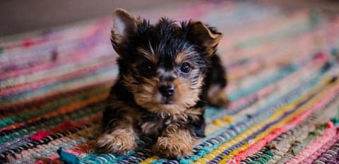 Tom&Sawyer — Tom&Sawyer’s Ultimate New Puppy Checklist