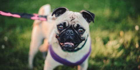Tom&Sawyer — Tom&Sawyer’s Ultimate New Puppy Checklist
