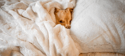 Tom&Sawyer — Tom&Sawyer’s Ultimate New Puppy Checklist