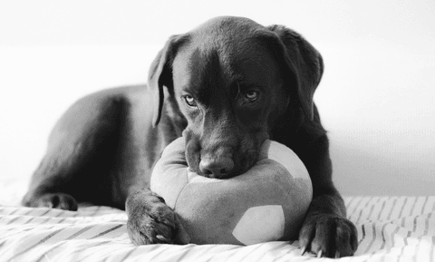 Tom&Sawyer — Tom&Sawyer’s Ultimate New Puppy Checklist
