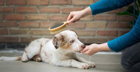 Tom&Sawyer — Tom&Sawyer’s Ultimate New Puppy Checklist