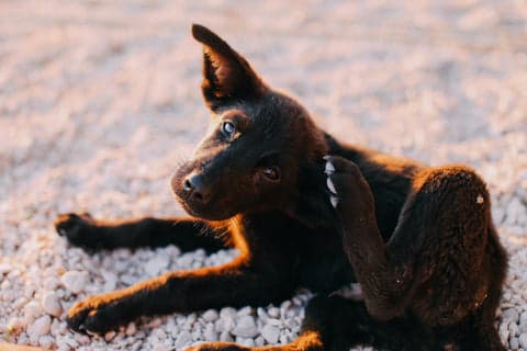 Tom&Sawyer — Understanding Allergies in Dogs and How To Help