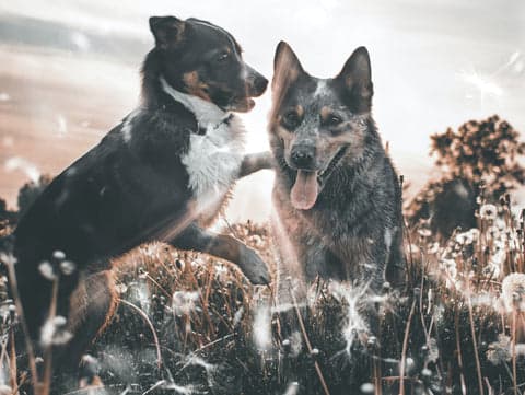Tom&Sawyer — Understanding Allergies in Dogs and How To Help