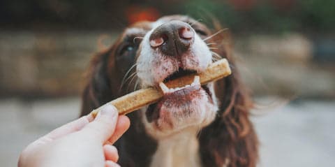 Tom&Sawyer — Understanding Allergies in Dogs and How To Help