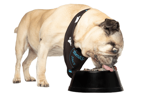 Tom&Sawyer — Understanding Allergies in Dogs and How To Help
