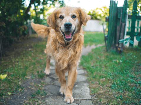Happy Golden Retriever walking on a stone path in a garden