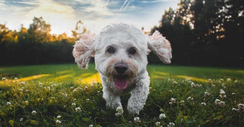 Happy dog running
