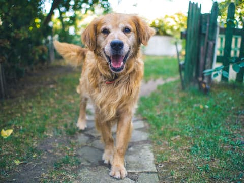 senior dog
