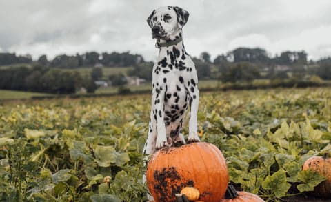 Tom&Sawyer — Tummy Tamer: Chicken, Rice & Pumpkin Recipe for Dogs