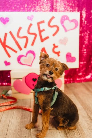 Tom&Sawyer — Valentine's Day Dinner for Dogs and Cats That's Actually Good for Them