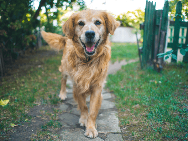 Tom&Sawyer — Fresh Dog Food in Vancouver: The Secret to Powering Your Dog’s Outdoor Adventures