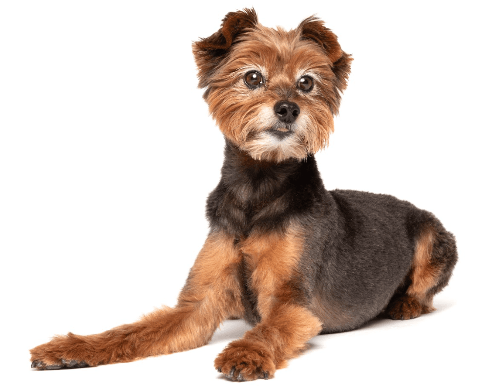 Yorkshire Terrier lying down against a white background