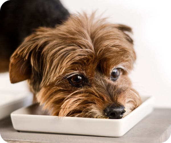 Tom&Sawyer — ******DO NOT POST THIS BLOG****Is Canadian-Made Dog Food Safer and Fresher?