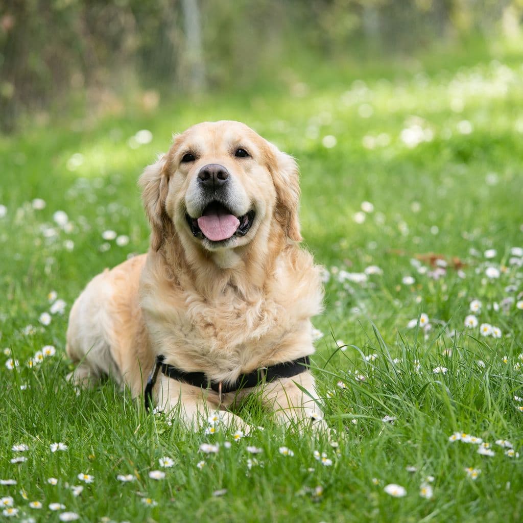 Tom&Sawyer — Where Can You Get Truly Fresh Dog Food in Toronto?