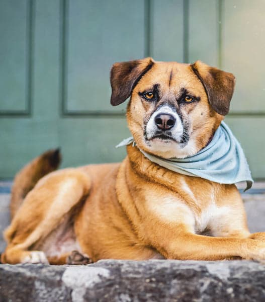 Tom&Sawyer โ Where Can You Get Truly Fresh Dog Food in Toronto?