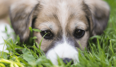 Tom&Sawyer β Why Do Dogs Eat Grass? Understanding the Nutritional Needs Behind This Common Behavior