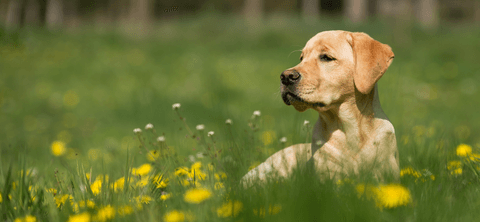 Tom&Sawyer β Why Do Dogs Eat Grass? Understanding the Nutritional Needs Behind This Common Behavior