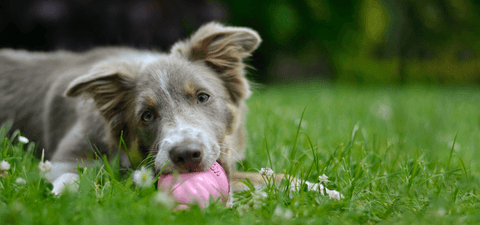 Tom&Sawyer β Why Do Dogs Eat Grass? Understanding the Nutritional Needs Behind This Common Behavior