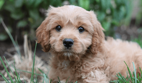 dog in grass