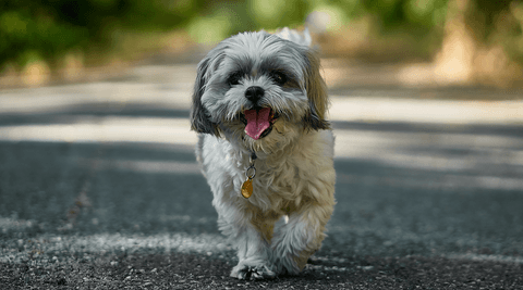 dog walking down road