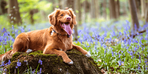 dog in nature