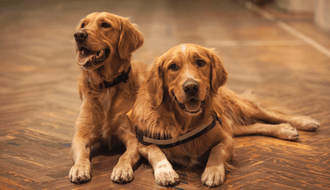 two golden retrievers
