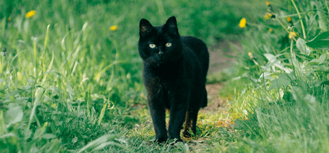Tom&Sawyer — Why is My Cat Shedding So Much? Nutrition Tips to Stop Your Cat’s Excessive Shedding