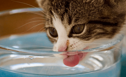 Tom&Sawyer — Why is My Cat Shedding So Much? Nutrition Tips to Stop Your Cat’s Excessive Shedding