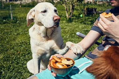 Tom&Sawyer — Why “People Food” - Especially Fatty Foods - Can Be Dangerous For Dogs