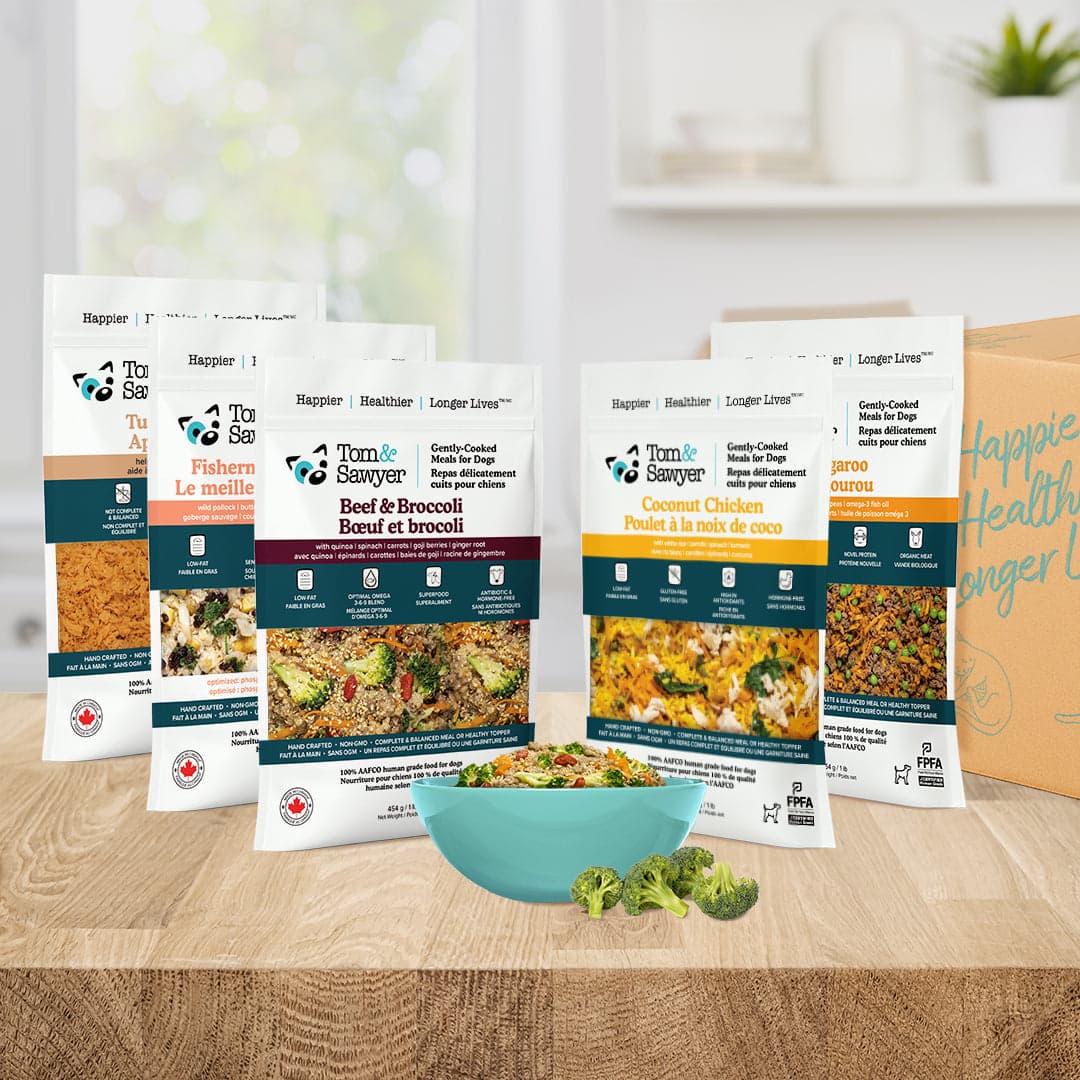Tom&Sawyer — Why Prevention is Better Than Cure: Health and Wellbeing for Dogs