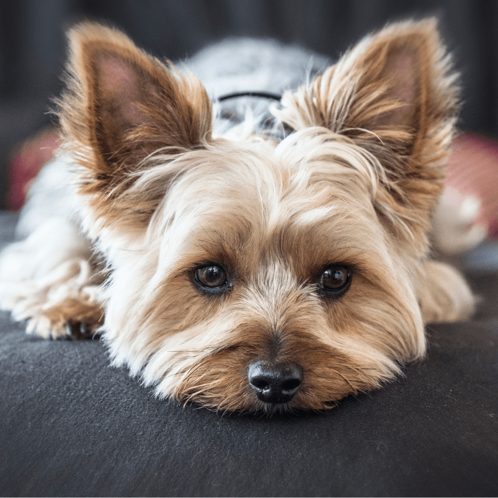 Tom&Sawyer — Common Health Issues for Yorkshire Terriers: How the Right Diet Can Help