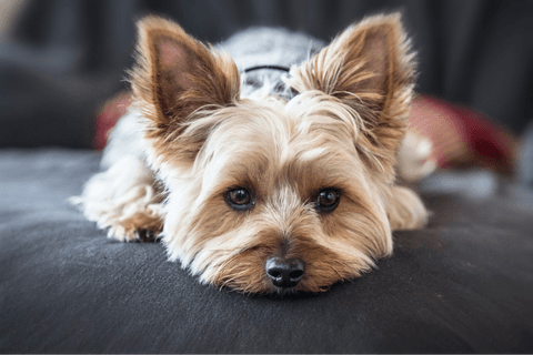 Tom&Sawyer — Common Health Issues for Yorkshire Terriers: How the Right Diet Can Help