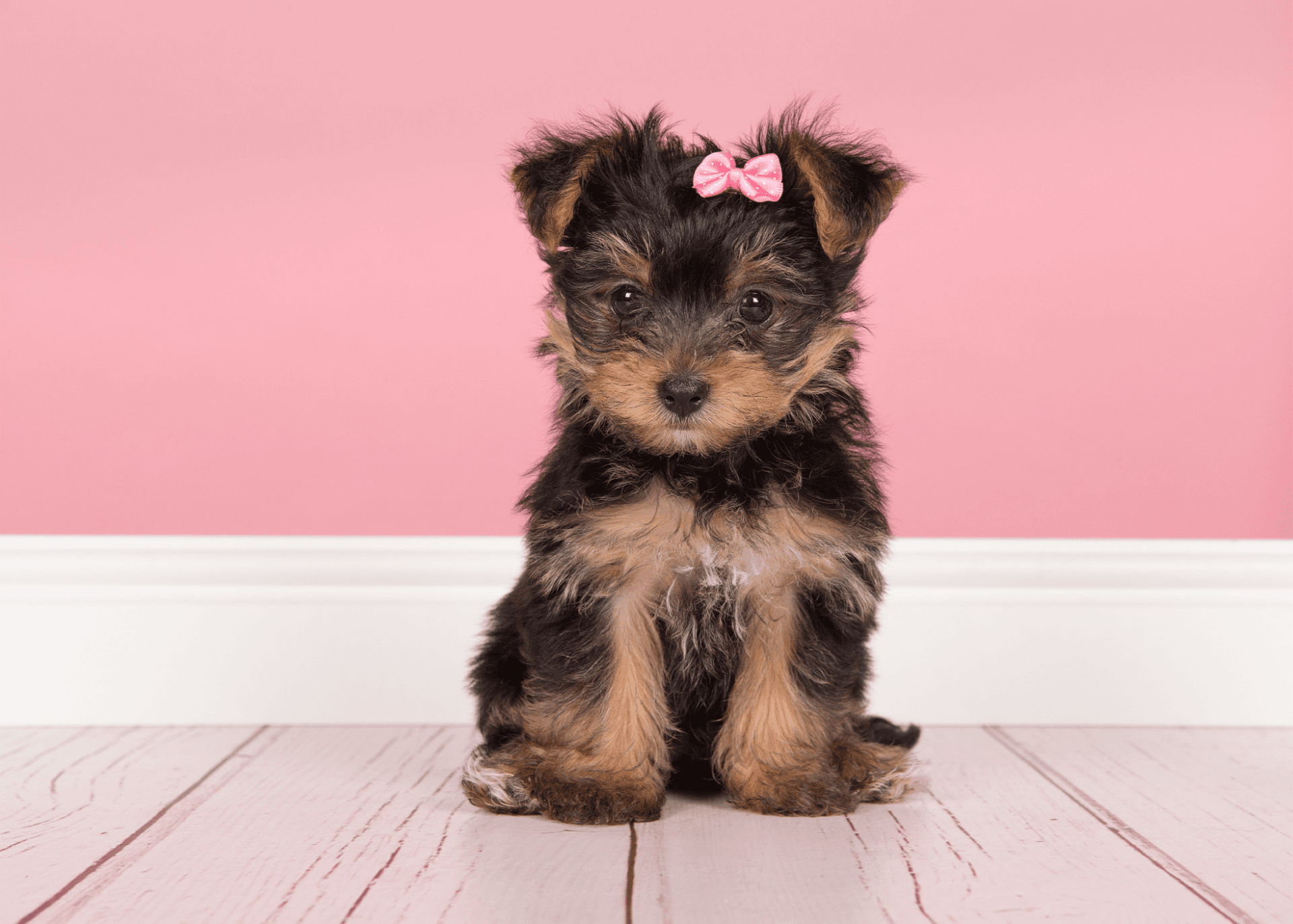 Picky Pet Yorkie Picky Eater? Expert Tips for Happy Mealtimes | Tom&Sawyer