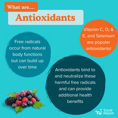 Why Does my Pet Need Antioxidants?