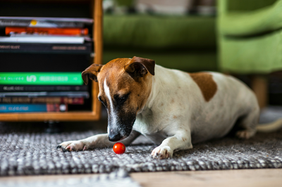 Can Dogs Eat Tomatoes? Everything You Need to Know