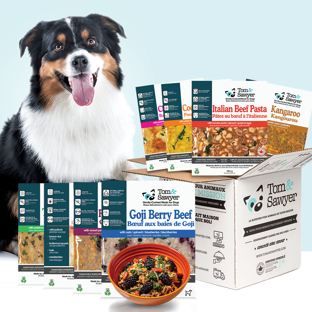 5 Reasons Why Your Pet Needs a Dog or Cat Food Subscription Tom Sawyer