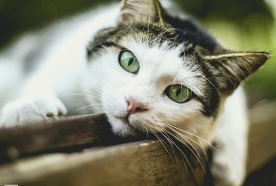 Signs and Treatment of Feline Diabetes: A Guide for Cat Owners