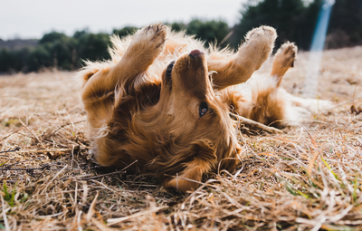 Understanding Yeast Infections in Dogs: Diet & Solutions