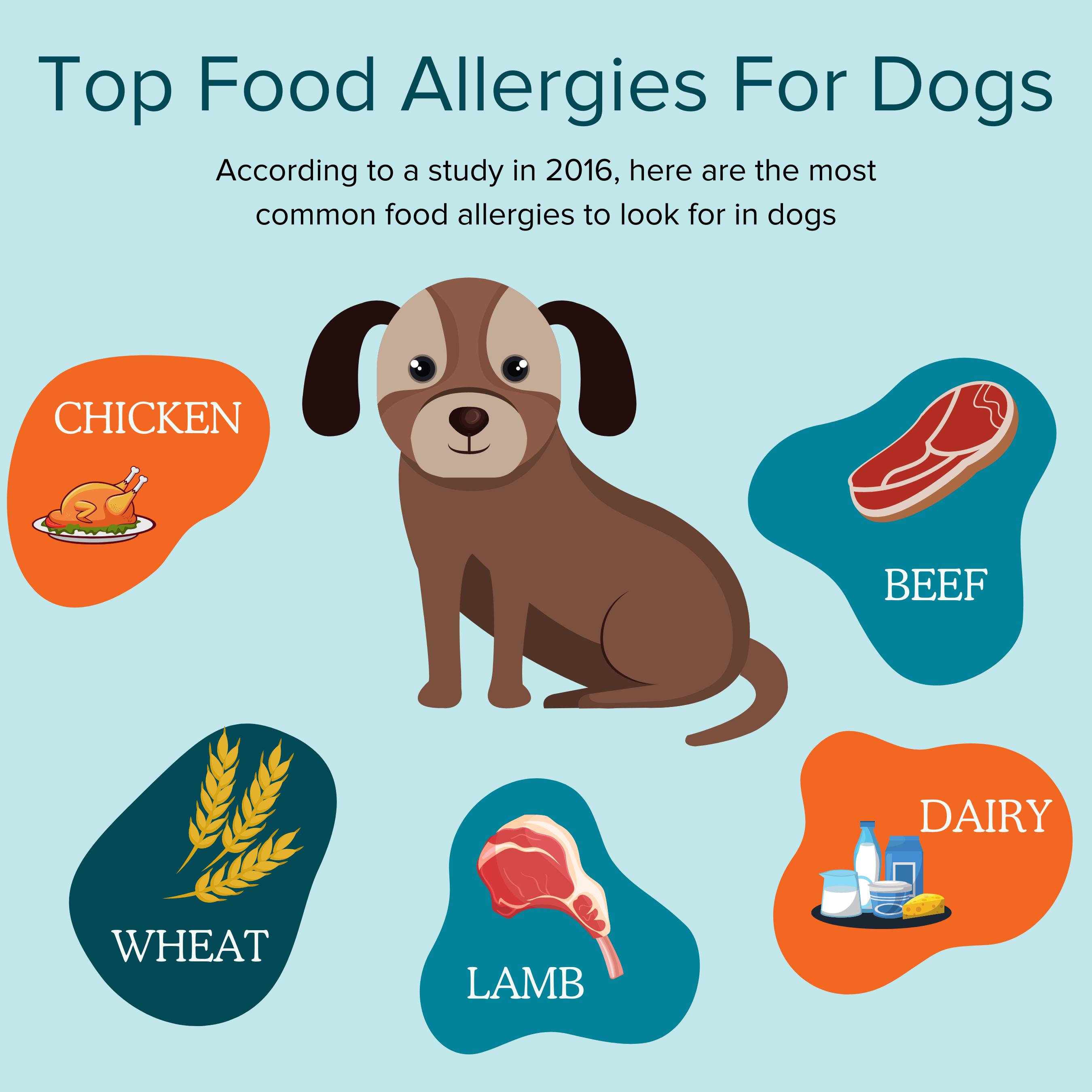 What Are Some Common Food Allergies In Dogs  