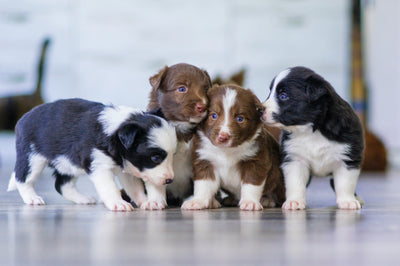 Must-Have Nutrients for Puppies