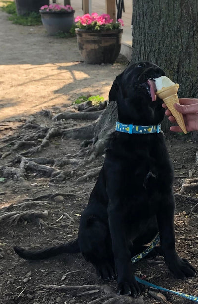 How to stop your puppy from becoming an obese grown up