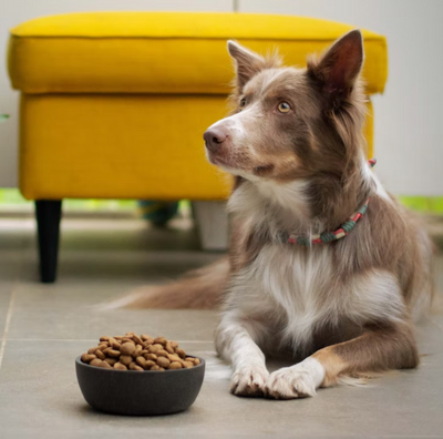 Orijen and Acana, popular pet food brands, bought by Mars Incorporated