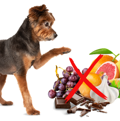 5 Toxic Foods for Dogs